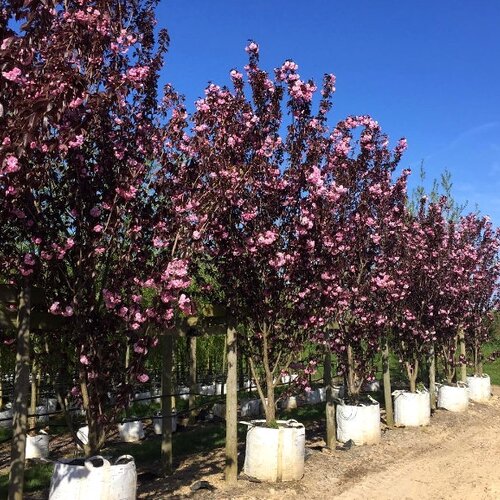 Okrasná čerešňa Royal Burgundy, obvod kmienka 10/12 cm, výška 250/350 cm, v črepníku Prunus serrulata Royal Burgundy