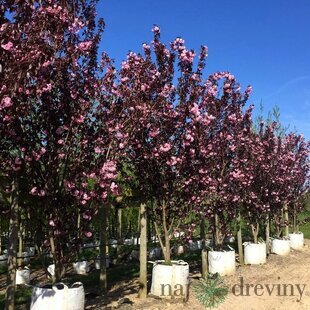 Okrasná čerešňa Royal Burgundy, obvod kmienka 8/10 cm, výška 250/350 cm, v koreňovom bale Prunus serrulata Royal Burgundy