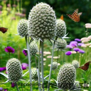 Okrasný bodliak Yuccifolium - kotúč, v črepníku P9 Eryngium yuccifolium