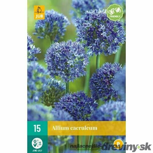 Okrasný cesnak, 15ks v balení ALLIUM CAERULEUM