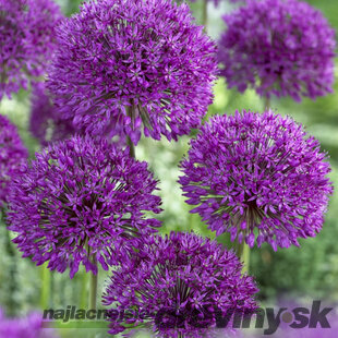 Okrasný cesnak - Ambassador, obvod cibuľky 18/20 cm 1ks v balení ALLIUM AMBASSADOR