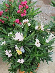 Oleander