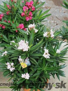 Oleander