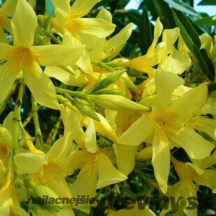 Oleander obyčajný - 100/120 cm, v črepníku Nerium oleander