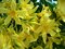 Oleander obyčajný - 100/120 cm, v črepníku Nerium oleander