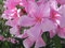 Oleander obyčajný 30/50 cm, v črepníku Nerium oleander