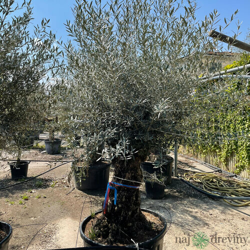 Olivovník (30 ročný bonsai) obvod 60/80 cm, výška 190/230 cm, v črepníku Olea Europaea