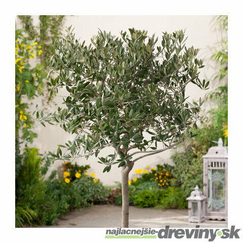 Olivovník 90/110 cm, v črepníku Olea Europaea