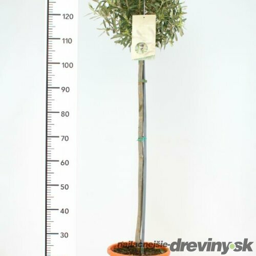 Olivovník na kmienku 150/170 cm , v črepníku Olea europaea