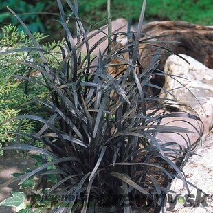 Ophiopogon Planiscarpus ´Nigrescens´ 10/20 cm, v črepníku P9 Ophiopogon Planiscarpus Nigrescens