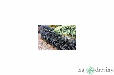 Ophiopogon Planiscarpus ´Nigrescens´ 10/20 cm , v črepníku P9 Ophiopogon Planiscarpus Nigrescens
