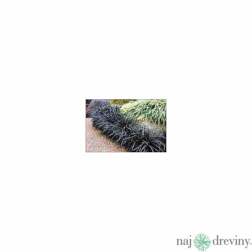 Ophiopogon Planiscarpus ´Nigrescens´ 10/20 cm , v črepníku P9 Ophiopogon Planiscarpus Nigrescens