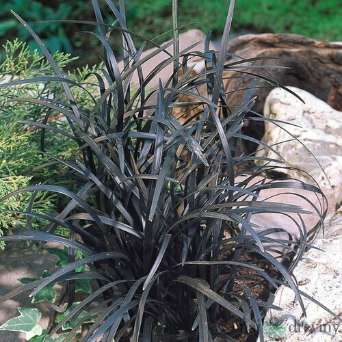 Ophiopogon Planiscarpus ´Nigrescens´ 10/20 cm , v črepníku P9 Ophiopogon Planiscarpus Nigrescens