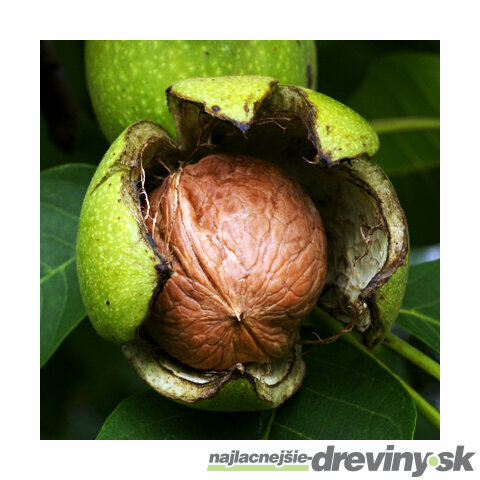 Orech Vlašský, v črepníku, výška 100/120 cm Juglans regia