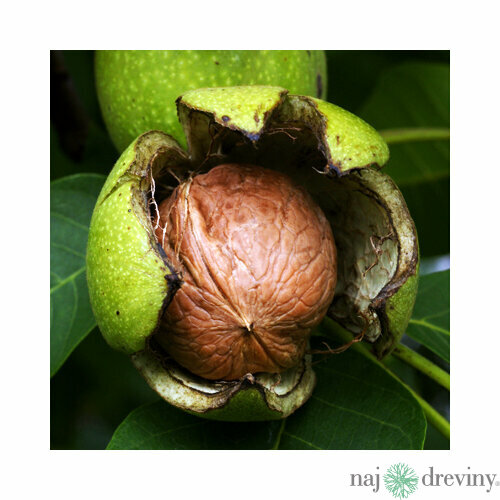 Orech Vlašský, v črepníku výška 130/160 cm Juglans regia