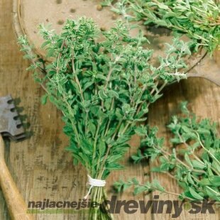 Oregáno, v črepníku Origanum vulgare
