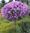 Orgován ‘Bloomerang Dark Purple‘ - kvitne 2 x v roku, na kmienku 100 cm,celková výška 130/150, v črepníiku 7.5 l Syringa ‘Bloomerang Dark Purple‘