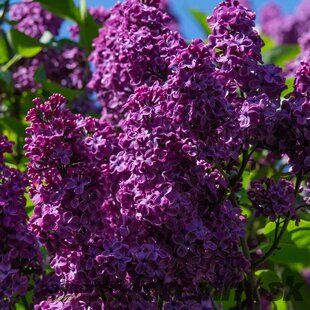Orgován ‘Bloomerang Dark Purple‘ - kvitne 2 x v roku, výška 40/60 cm, v črepníiku 2l Syringa ‘Bloomerang Dark Purple‘