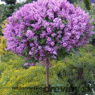 Orgován Bloomerang Dark Purple PBR ( kvitne 2 x ročne) na kmienku 110130 cm v črepníku 10l Syringa ‘Bloomerang Dark Purple‘