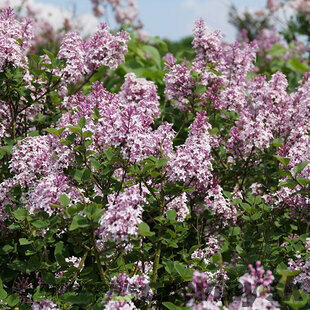 Orgován Josée, výška 20/40 cm, v črepniku 3l Syringa Josée