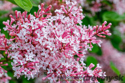 Orgován Josée, výška 50/70 cm, v črepniku 5l Syringa Josée