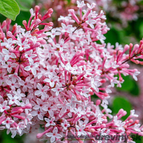 Orgován Josée, výška 50/70 cm, v črepniku 5l Syringa Josée