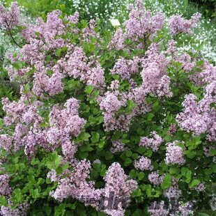 Orgován Meyerov Palibin, 20/40 cm, v črepníku Syringa meyeri Palibin