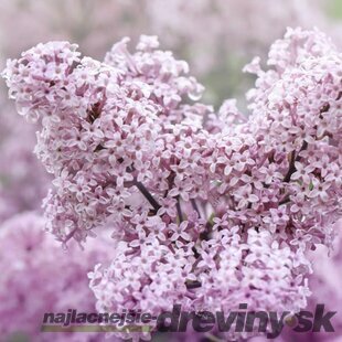 Orgován Meyerov Palibin, v črepníku Syringa meyeri Palibin