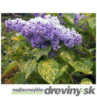 Orgován obyčajný “Aucubaefolia“, výška 30/50 cm, v črepníku 2,5l Syringa vulgaris “Aucubaefolia“