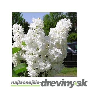 Orgován obyčajný “Ellen Willmott“, výška 30/50 cm, v črepníku 2,5l Syringa vulgaris “Ellen Willmott“