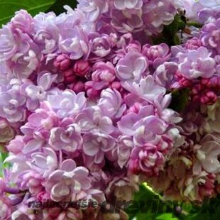 Orgován obyčajný “Kolchoznica“, výška 30/50 cm, v črepníku 2,5l Syringa vulgaris “Kolchoznica“