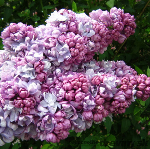 Orgován obyčajný “Krasawica Maskwy“, výška 30/50 cm, v črepníku 2,5l Syringa vulgaris “Krasawica Maskwy“