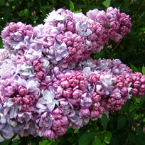 Orgován obyčajný “Krasawica Maskwy“, výška 30/50 cm, v črepníku 2,5l Syringa vulgaris “Krasawica Maskwy“