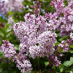 Orgován prestonský ´MINUET´, výška 30/40 cm, v črepniku 2,5l Syringa prestoniae Minuet