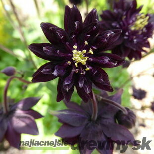 Orlíček Black Barlow, v črepníku p9 Aquilegia