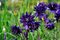 Orlíček Blue Barlow, v črepníku P9 Aquilegia