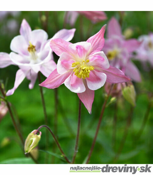 Orlíček Mc Kana, v črepníku 1,5l Aquilegia Caerulea Mc Kana