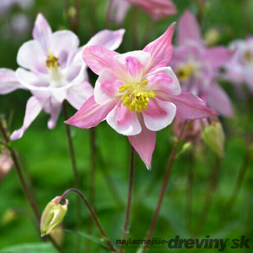 Orlíček Mc Kana, v črepníku 1,5l Aquilegia Caerulea Mc Kana