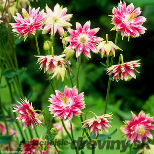 Orlíček Nora Barlow, v črepníku p9 Aquilegia