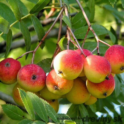 Oskoruša (Jarabina oskorušová)- ohrozený druh 130/160 cm, v črepníku 3l Sorbus domestica