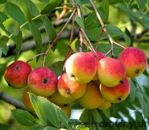 Oskoruša (Jarabina oskorušová)- ohrozený druh 130/160 cm, v črepníku 3l Sorbus domestica