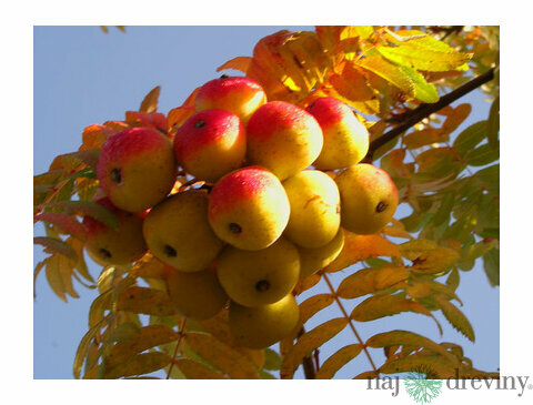 Oskoruša (Jarabina oskorušová)- ohrozený druh 140/160 cm Sorbus domestica