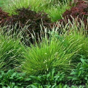 Ostrevka, výška 10/15 cm, v črepníku P9 Sesleria autumnalis