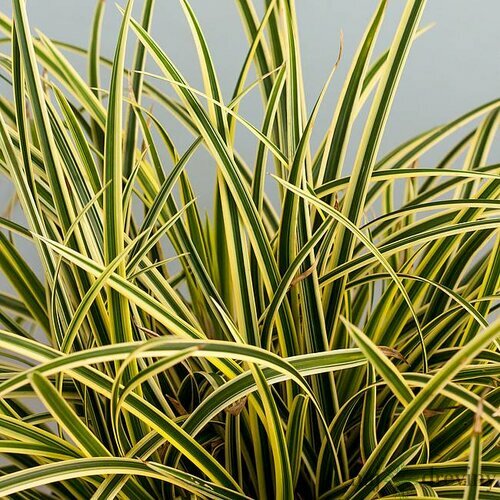 Ostrica Auerovariegata, v črepníku Carex brunnea Auerovariegata