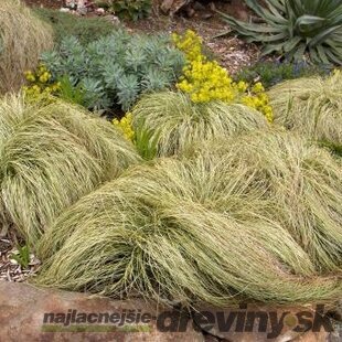 Ostrica chocholatá Frosted Curls ( Zamrznuté kučery) 10/20 cm, v črepníku Carex comans Frosted Curls