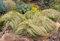 Ostrica chocholatá Frosted Curls ( Zamrznuté kučery) 10/20 cm, v črepníku Carex comans Frosted Curls