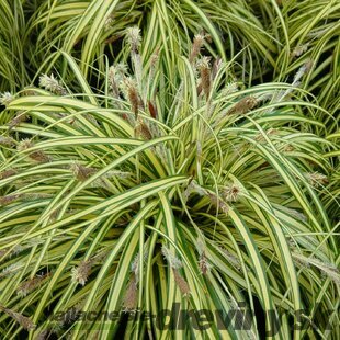 Ostrica japonská Variegata, v črepníku Carex morrowii Variegata