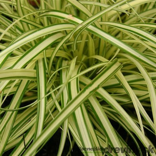 Ostrica ošimenská Evergold, v črepníku 0,36 l Carex oshimensis Evergold