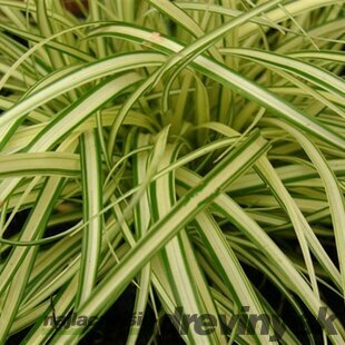 Ostrica ošimenská Evergold, v črepníku 0,36 l Carex oshimensis Evergold