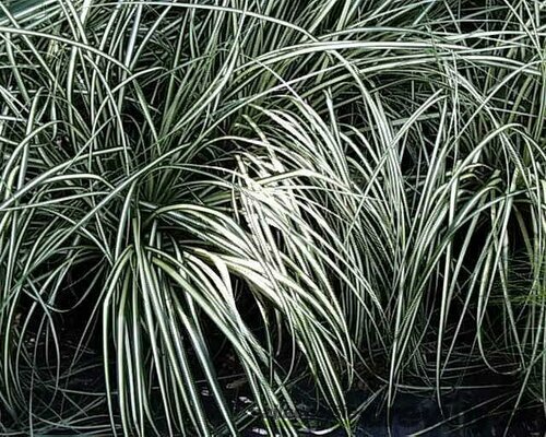 Ostrica ošimenská Variegata, výška 30/40 cm, v črepníku 2 l Carex oshimensis Variegata